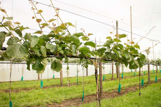 Te Ahu Ahu Road Waimate North_3