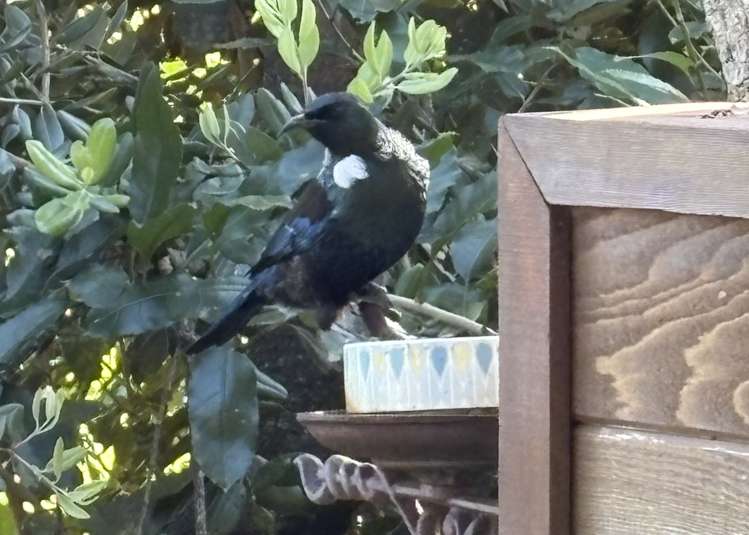 5 Torr Street Vauxhall_32