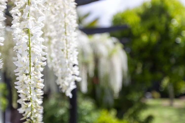 15a Rosebank Grove Waikanae_12