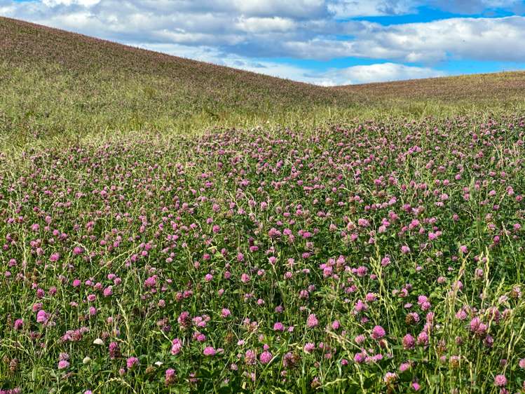 465 Moncurs Road West Otago Surrounds_9