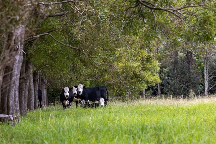 71 Jones Road Tawharanui Peninsula_24