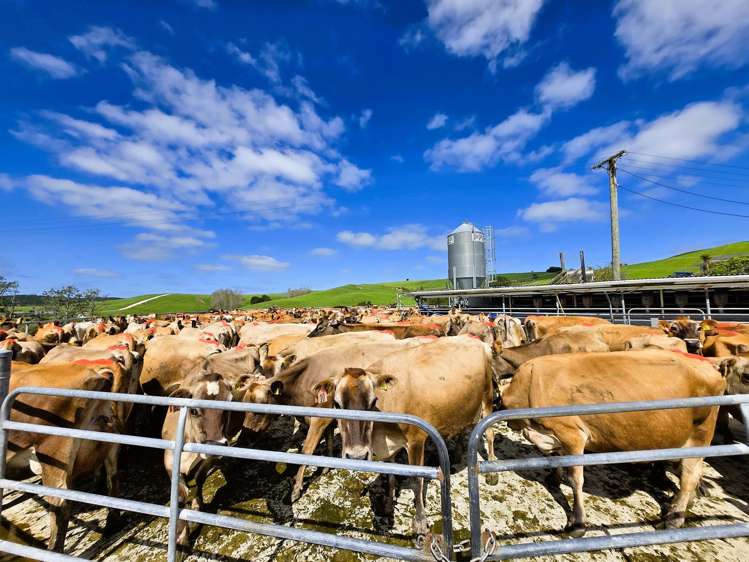 213 Lindquist Road Ararua_1