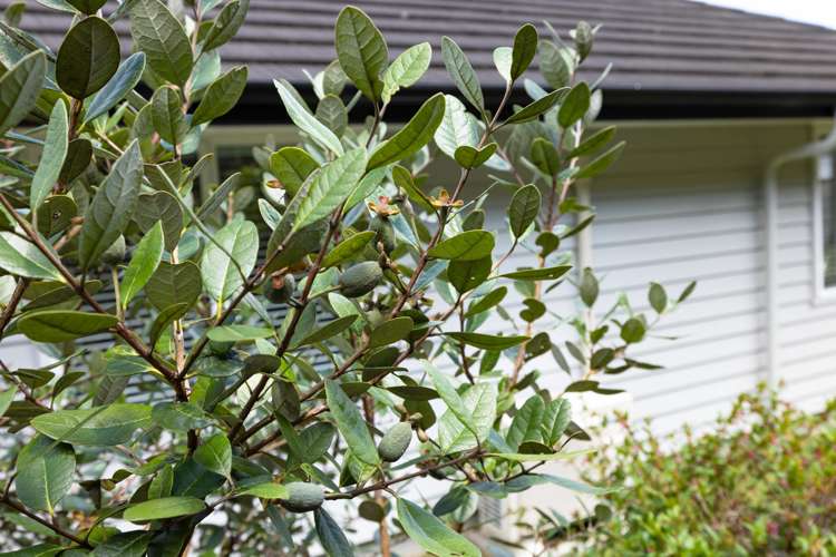 12 Ella Anne Crescent Warkworth_17