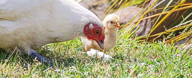 615 Matapiro Road Crownthorpe_19