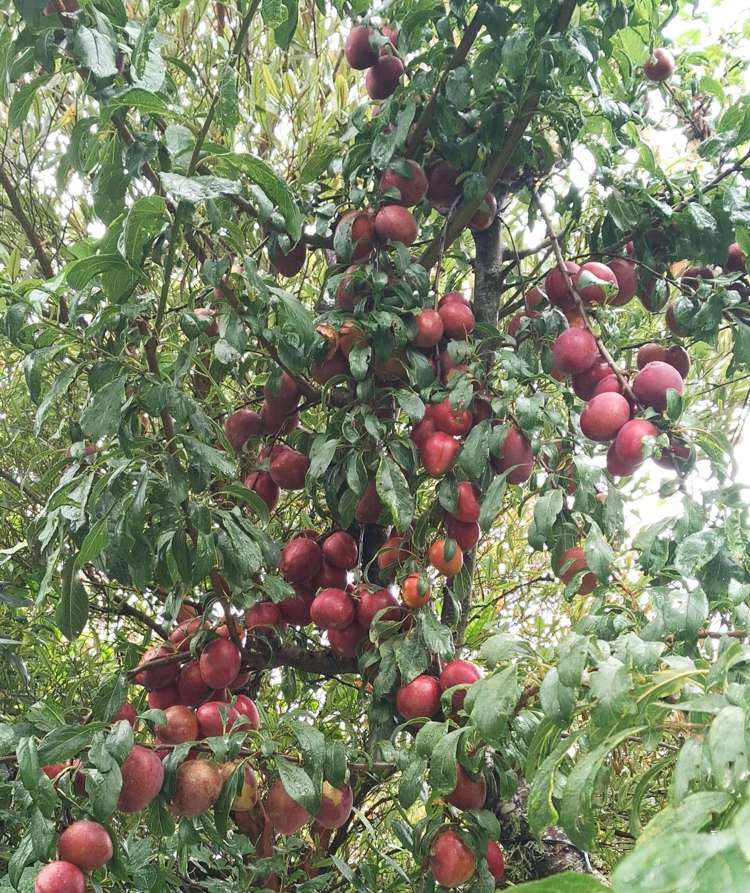 69 Greenacres Street Macandrew Bay_30