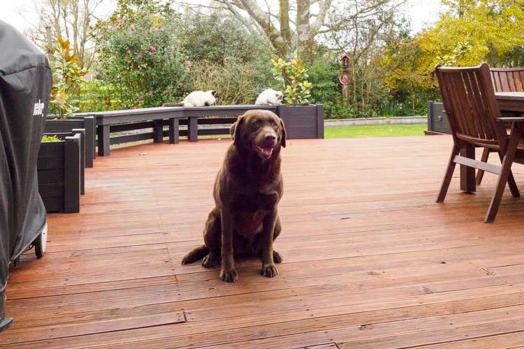 1308 Rongotea Road Kairanga_23