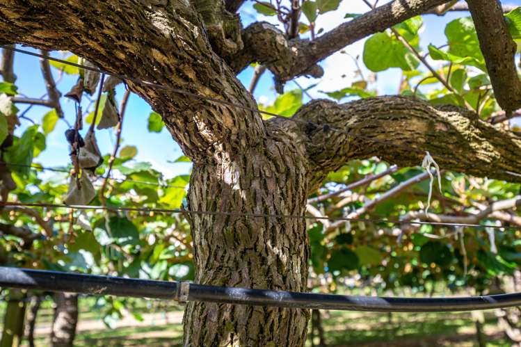 15 Tangiteroria Lane Pauanui_14