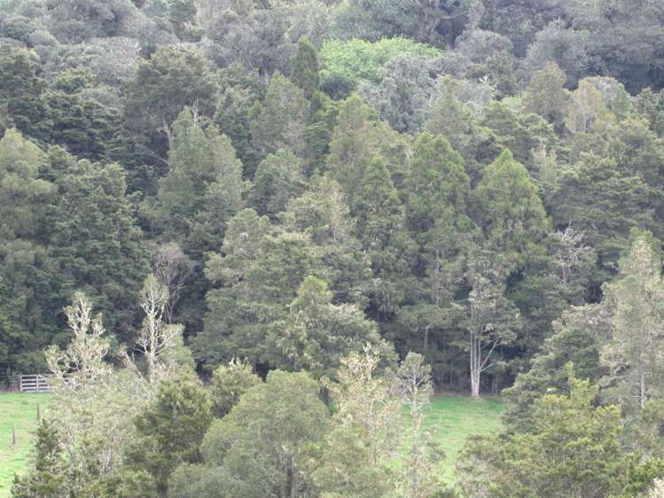 Bisset Road Kaikohe_6