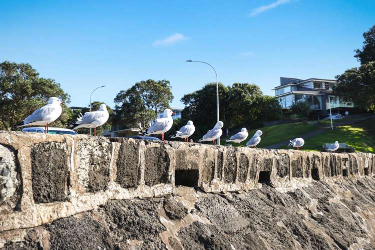 1/60 Hastings Road Mairangi Bay_40