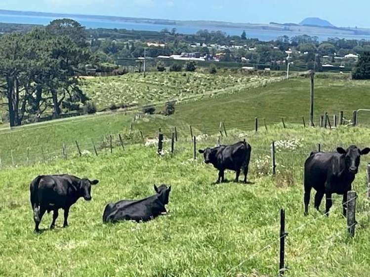 244 Lindemann Road Tahawai_27