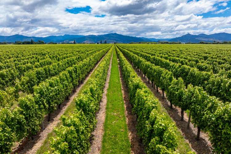 92 Lower Wairau Road Grovetown_10