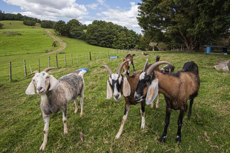 2006a State Highway 1 Whakapara_18