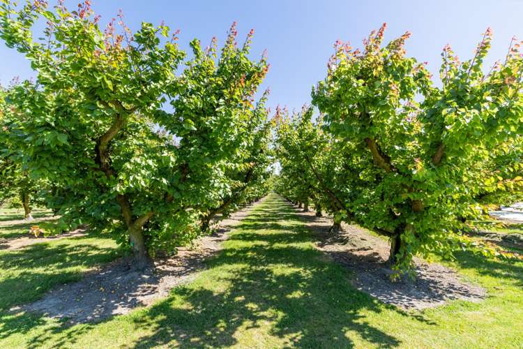 209 Onehunga Road Bay View_21