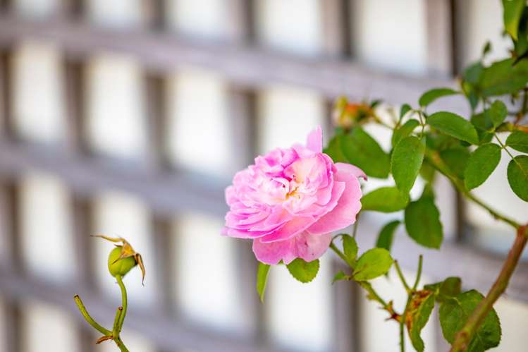 5 Winning Terrace Dinsdale_0