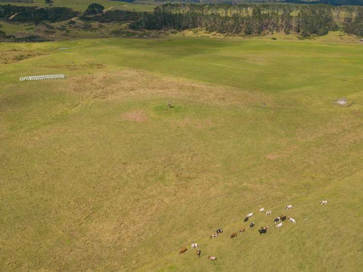 455 Mt Wesley Coast Road Dargaville_10