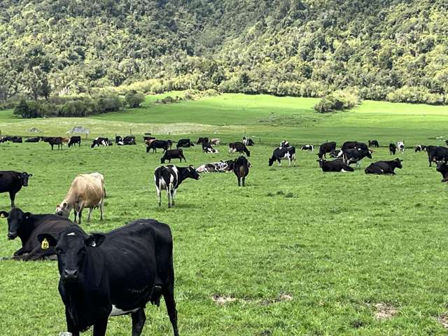 Entry-Level Dairy Opportunity