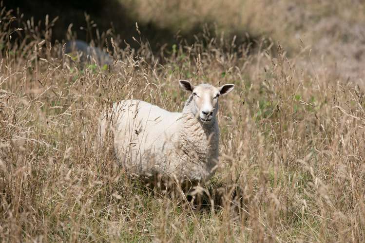 43 Main Road Tairua_19