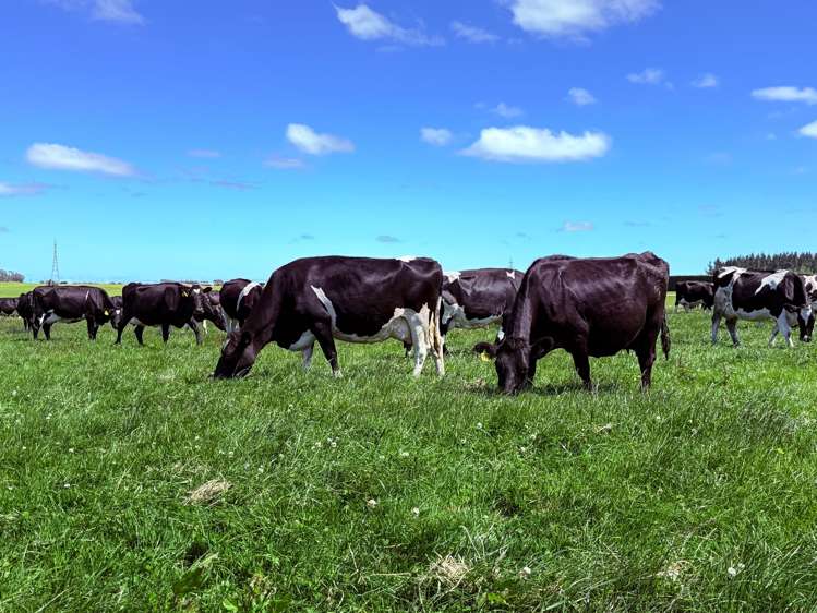 251 Rakahouka Hedgehope Road Mabel Bush_15