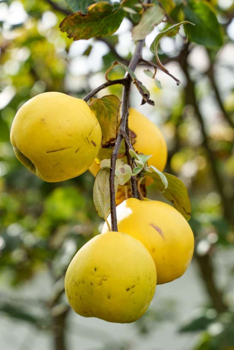 2/90 Conway Street Somerfield_33