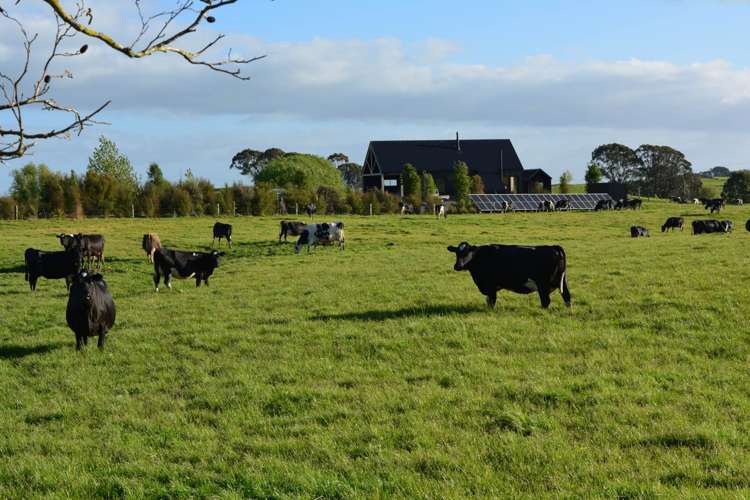 437 Tauhei Road Morrinsville_21