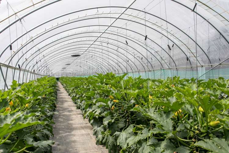 7 Ridge Road Tuakau_13