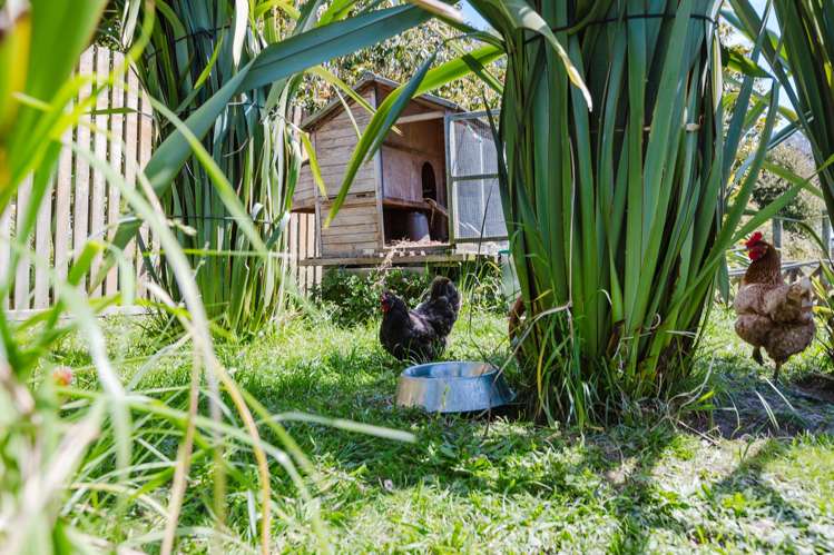 33 Daniell Street Bulls_18