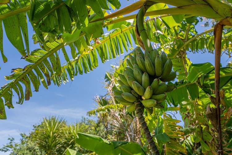 248 Sh25 Kuaotunu_14