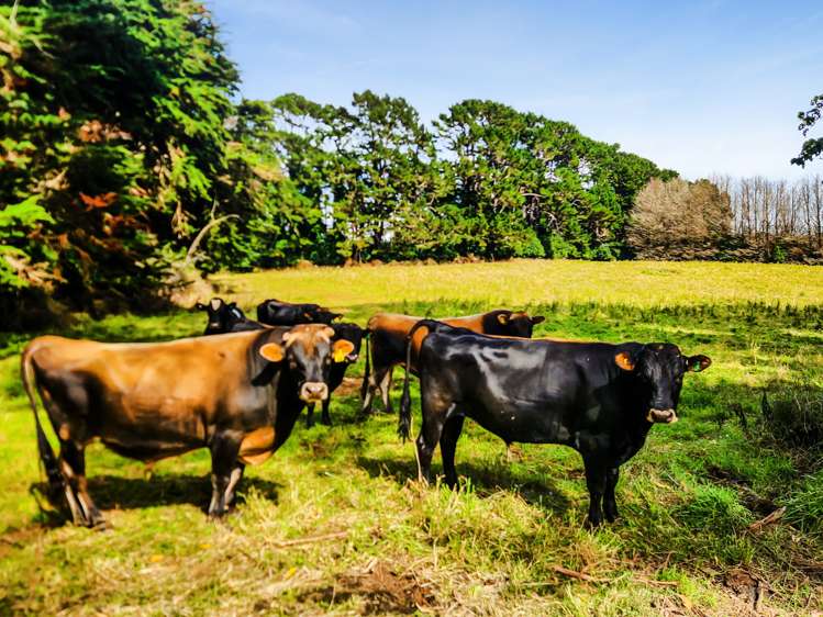 709 Ingahape Road Ohangai_31