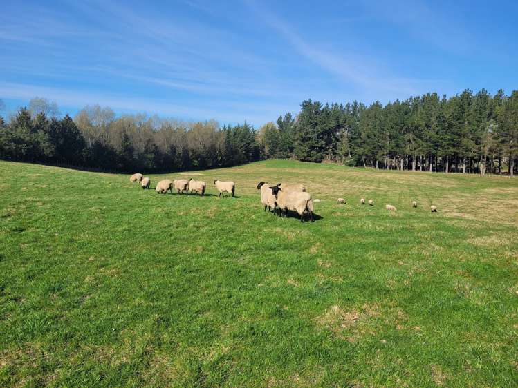 Waimotu Road Herbert_13