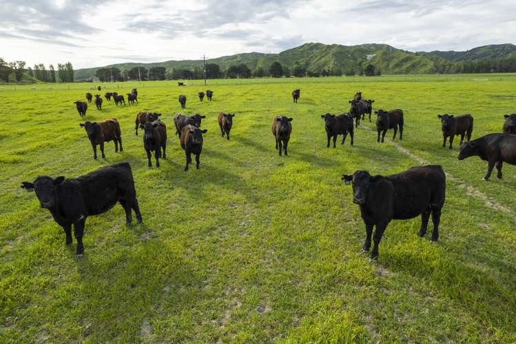 2225 State Highway 2 Whakaki_10