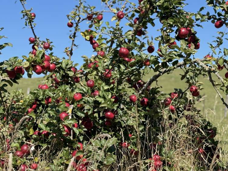 407 Elephant Hill Road Waimate_24