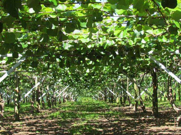 39 Sedgemoor Lane Hauraki Surrounds_16