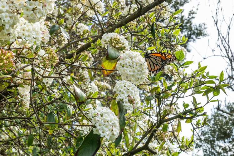 210 Frimley Road Frimley_23