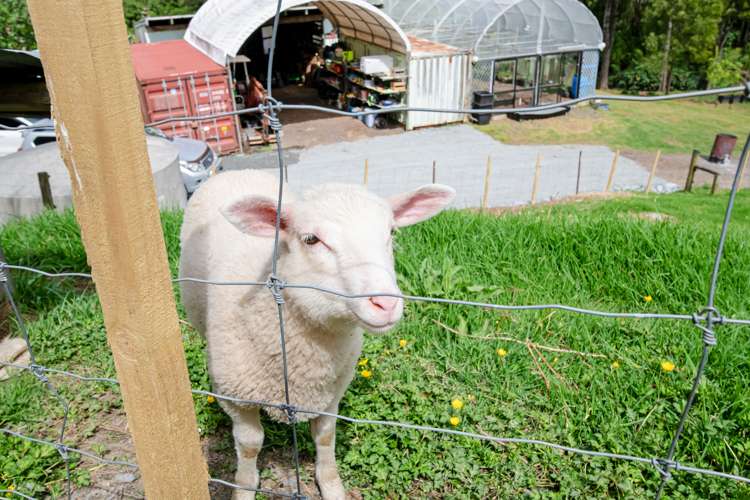 15b Wood Access Road Puhoi_17