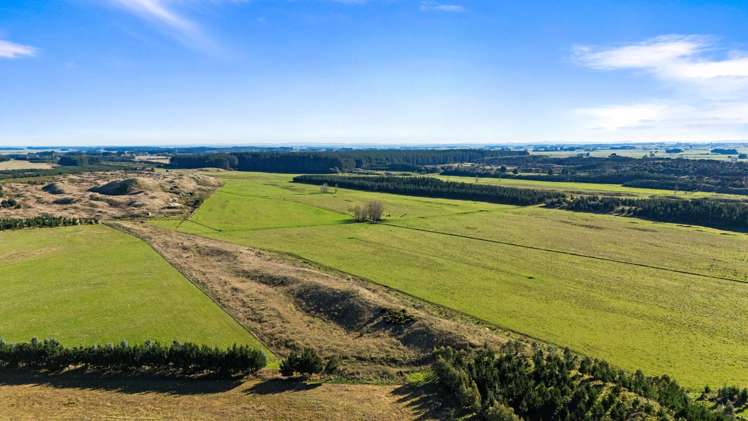 Lake Alice Road Bulls_3