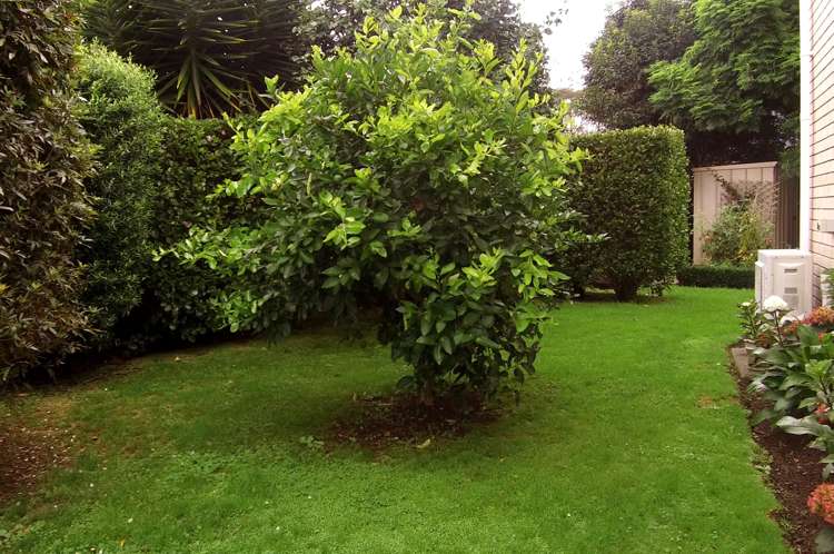 13 Coleman Place Katikati_20