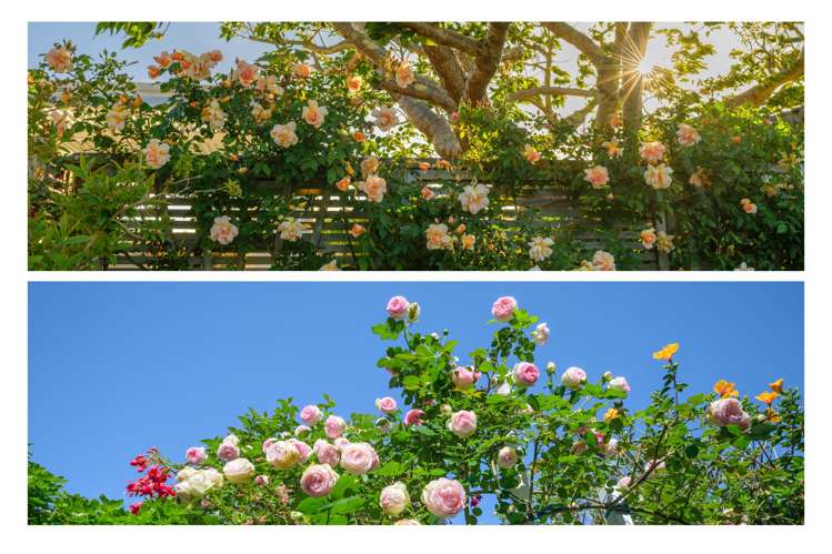 45 Stephens Place Hairini_34