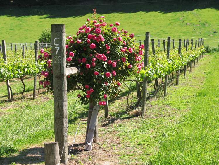 110 Shalamar Drive Cashmere_6