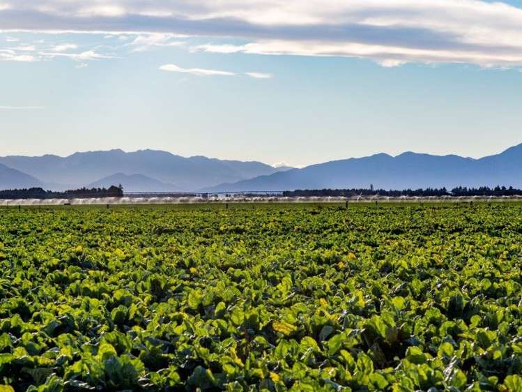 1347 Rakaia Highway Chertsey_0