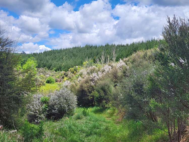 241 Work Road Aongatete_19