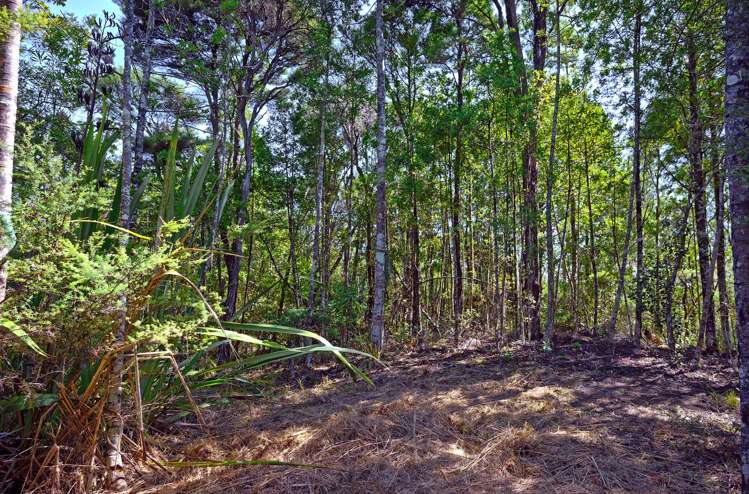 362 Wright Road Dairy Flat_7