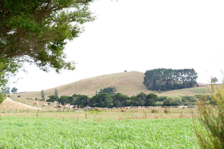 314 Martin Road Waerenga_0