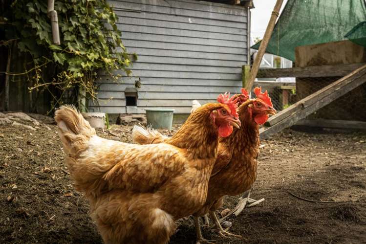 28 Main Street Marton_19