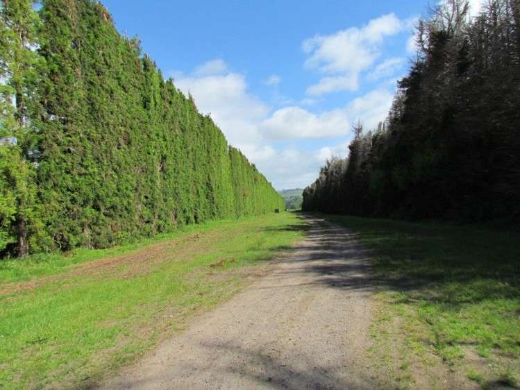 81 Ruahihi Road Kaimai_5