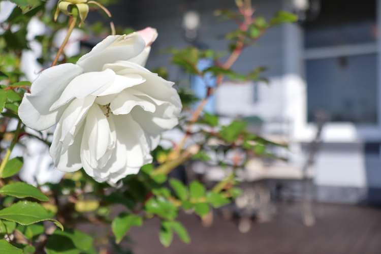 36 Robinson Street Foxton_33