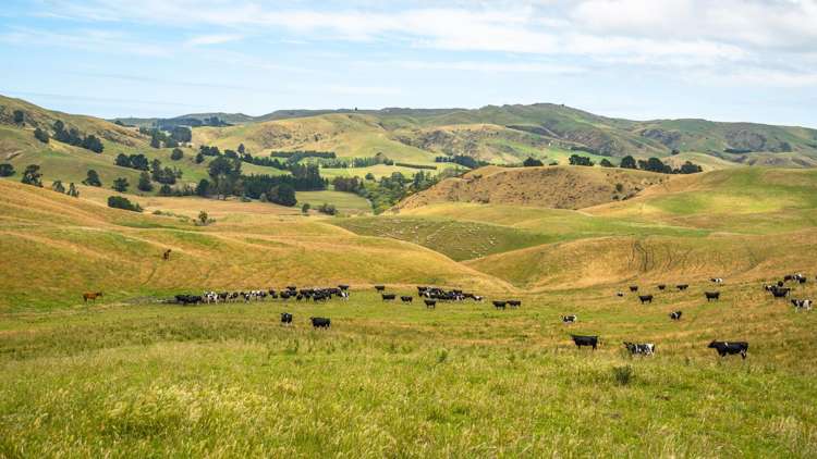 2 Cotswold Road Omihi_16