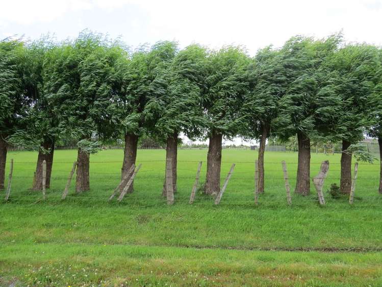 569 Taonui Road Feilding_11