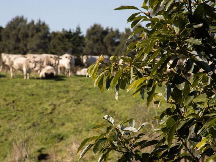 229 Walford Road Katikati_21