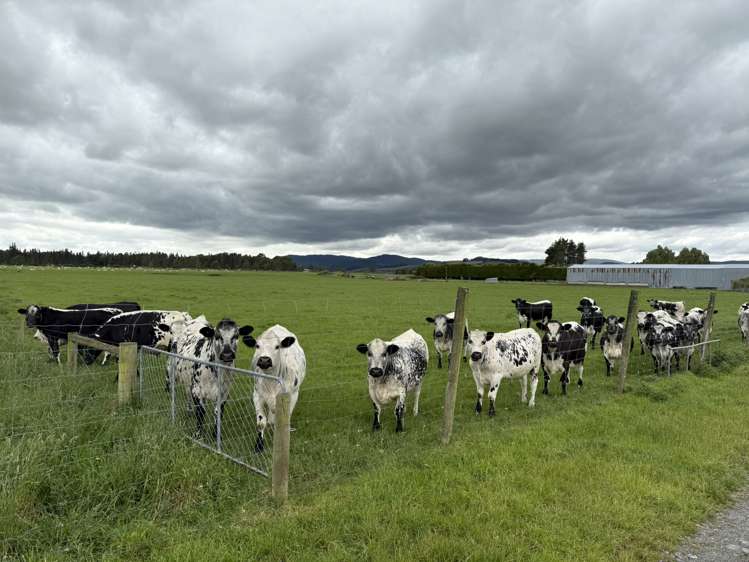 389 Mckenzie Road Browns_13