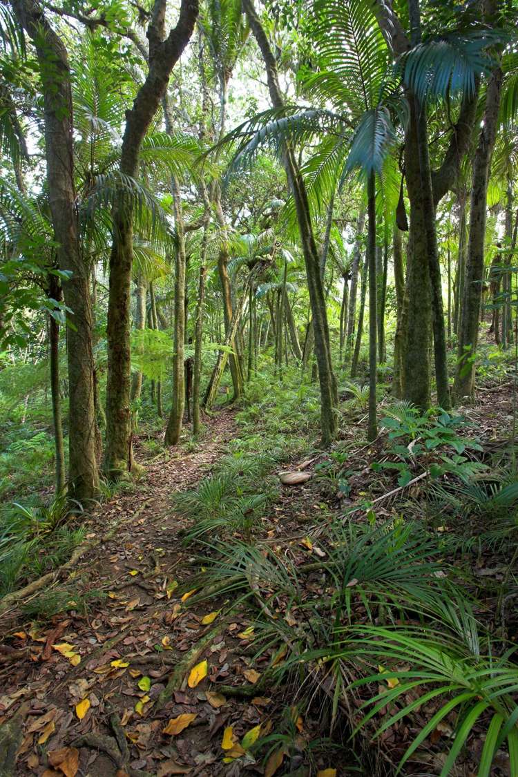 152 Trig Hill Road Waiheke Island_18